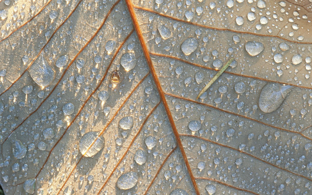 Water drops green leaf macro free wallpaper - medium preview image