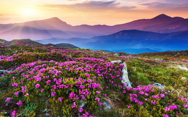 Flower field mountains sunset pink #3 free wallpaper - medium preview image