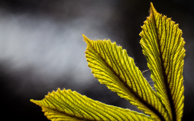Green leaf cloudy sky sunset free wallpaper - medium preview image