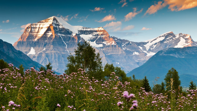 Mountain range snow flowers blue free wallpaper - medium preview image