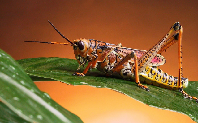 Grasshopper leaf brown background yellow #2 free wallpaper - medium preview image