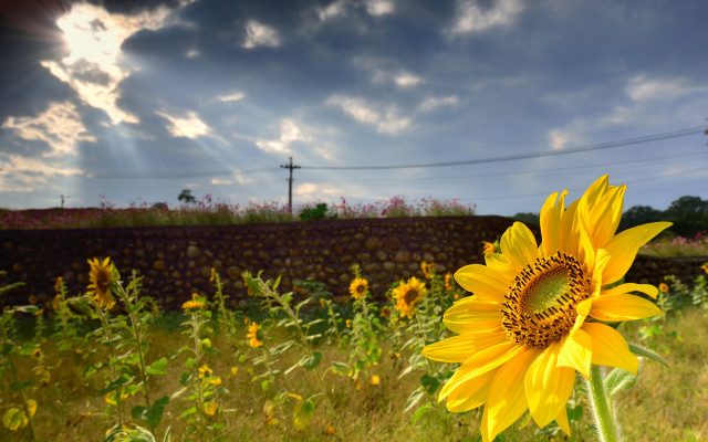 Sunflower field sky hill mountain free wallpaper - medium preview image