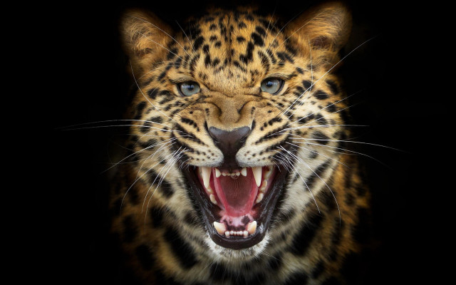 Leopard closeup open mouth teeth free wallpaper - medium preview image