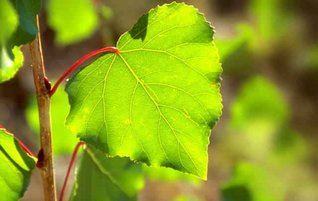 Green leaf branch bokeh macro free wallpaper - medium preview image