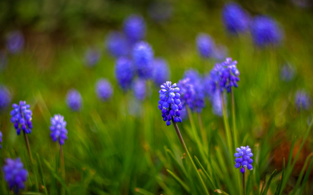 Blue flowers grass bokeh nature free wallpaper - medium preview image