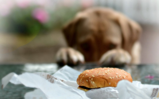 Dog sniffing hamburger blurry background free wallpaper - medium preview image
