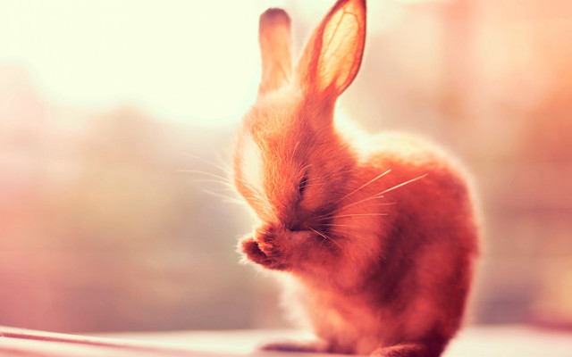 Small rabbit table window blurry free wallpaper - medium preview image