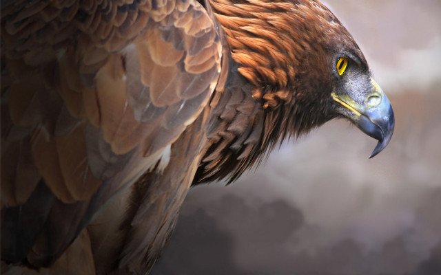 Fantasy bird glowing eyes cloudy free wallpaper - medium preview image