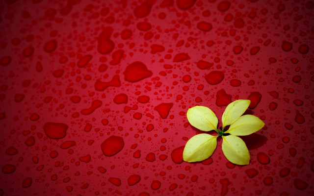 Yellow flower water drops red free wallpaper - medium preview image