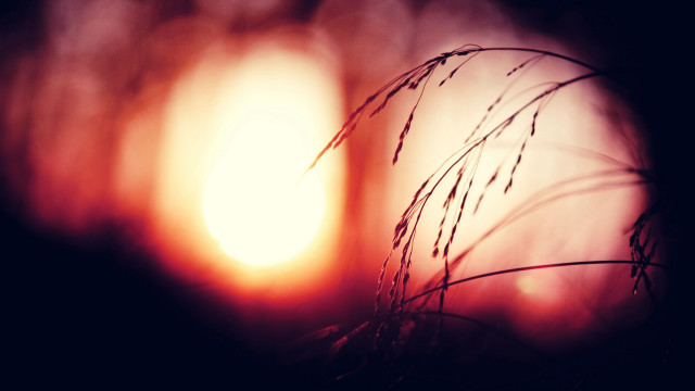 Plant sun blurry background macro free wallpaper - medium preview image