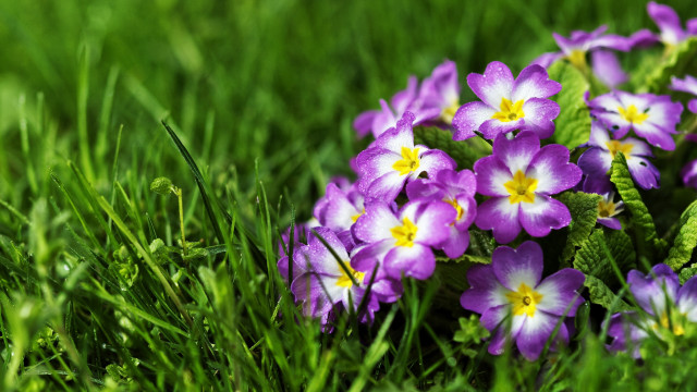 Purple flower field nature macro free wallpaper - medium preview image