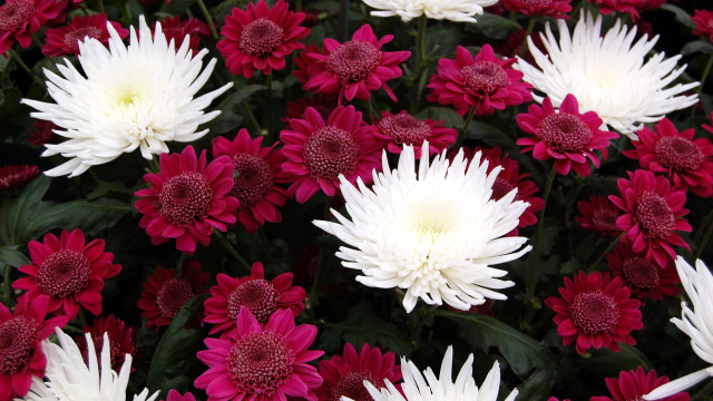 Flower puzzle ashbaugh camellia daisy free wallpaper - medium preview image
