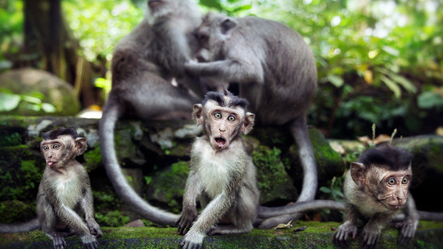 Monkeys forest nature photorealistic animals free wallpaper - medium preview image