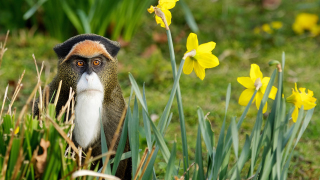 Monkey white beard flower field free wallpaper - medium preview image