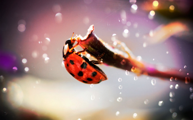 Ladybug flower stem rain water free wallpaper - medium preview image