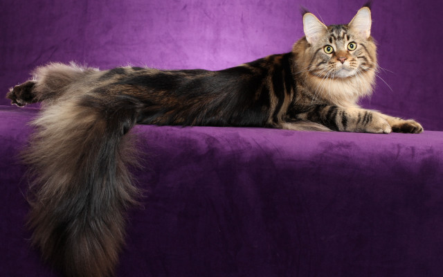 Cat purple couch longhair glamor free wallpaper - medium preview image