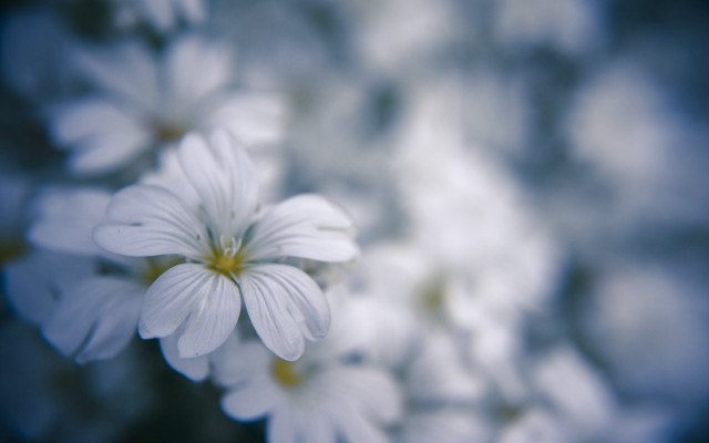 White flower bokeh shallow depth free wallpaper - medium preview image