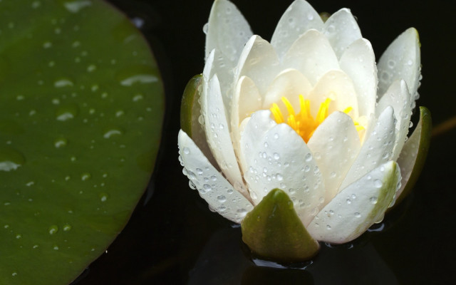 White water lily yellow center #4 free wallpaper - medium preview image
