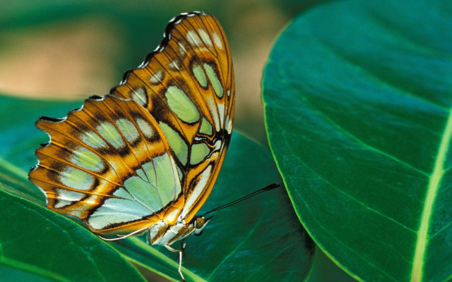 Butterfly greenleaf sunnyforest macrocloisonnism nohumans free wallpaper - medium preview image