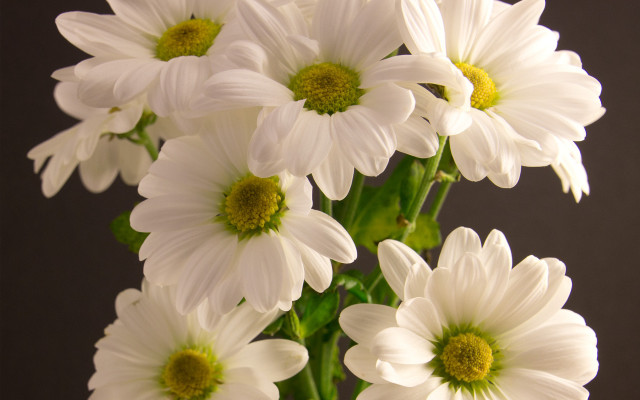 White flower vase macro bouquet free wallpaper - medium preview image