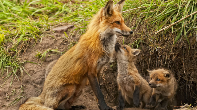 Mother fox two cubs dirt free wallpaper - medium preview image