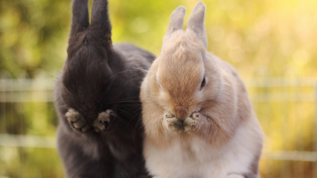 Rabbit cat fenced area trees free wallpaper - medium preview image