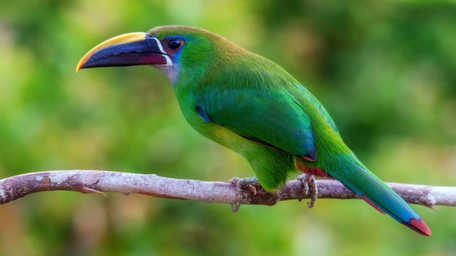 Green bird branch bokeh photorealistic free wallpaper - medium preview image