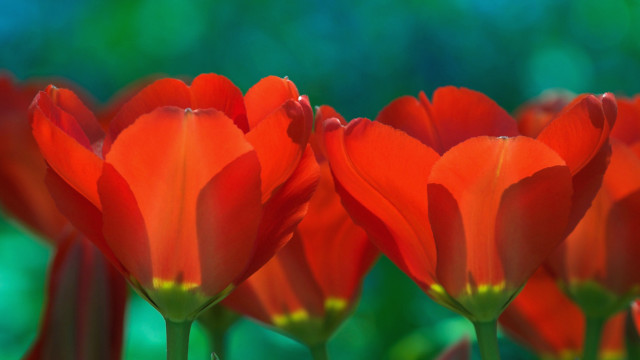 Red flower closeup macro blurry free wallpaper - medium preview image