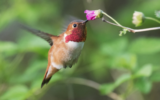 Hummingbird flower branch green leaves free wallpaper - medium preview image