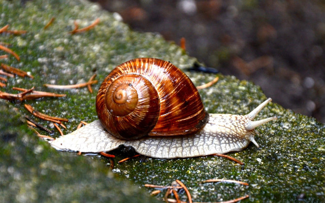 Snail mossy ground ecological fibonacci free wallpaper - medium preview image