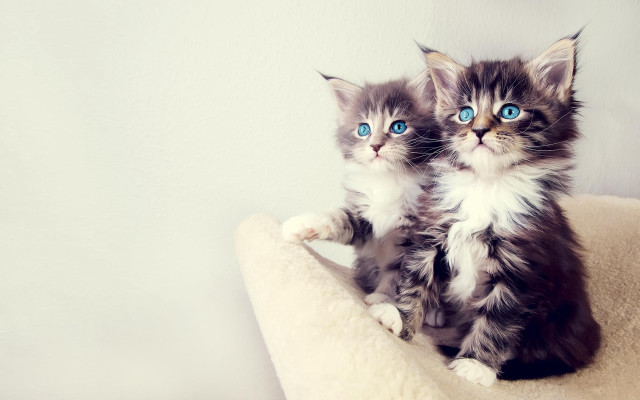 Kittens cat bed blue eyes free wallpaper - medium preview image