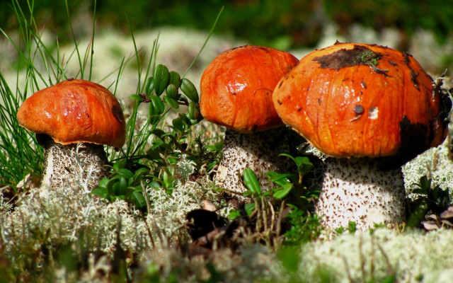 Mushrooms moss forest green grass free wallpaper - medium preview image