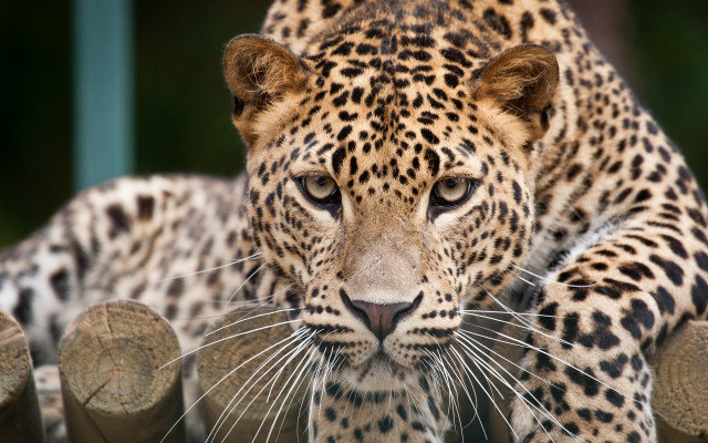Leopard fence trees blurry background free wallpaper - medium preview image