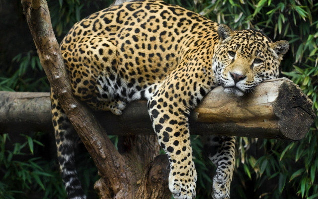 Leopard sitting on branch resting free wallpaper - medium preview image
