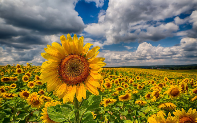 Sunflower field cloudy sky bouquet #2 free wallpaper - medium preview image