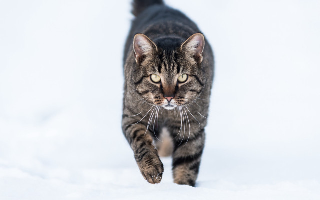 Cat walking snow white background free wallpaper - medium preview image