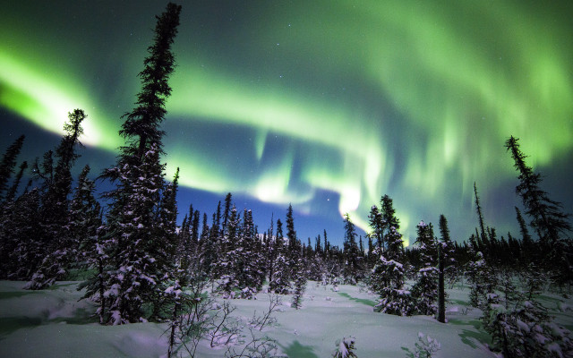 Aurora borealis snowy forest night free wallpaper - medium preview image