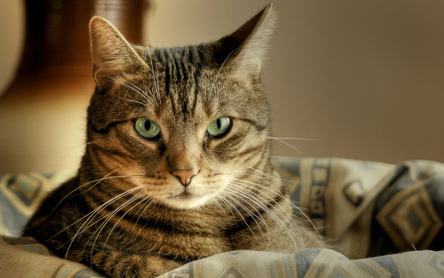 Cat green eyes bed pillow free wallpaper - medium preview image