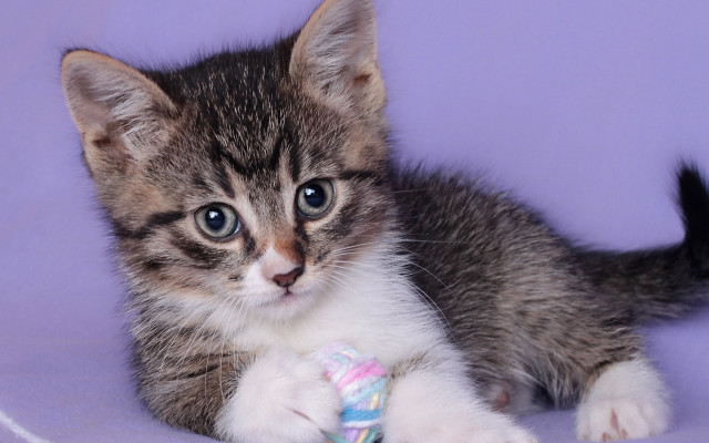 Kitten playing toy purple background free wallpaper - medium preview image