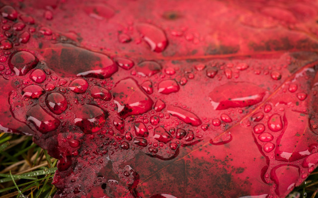 Red leaf water drops macro #3 free wallpaper - medium preview image