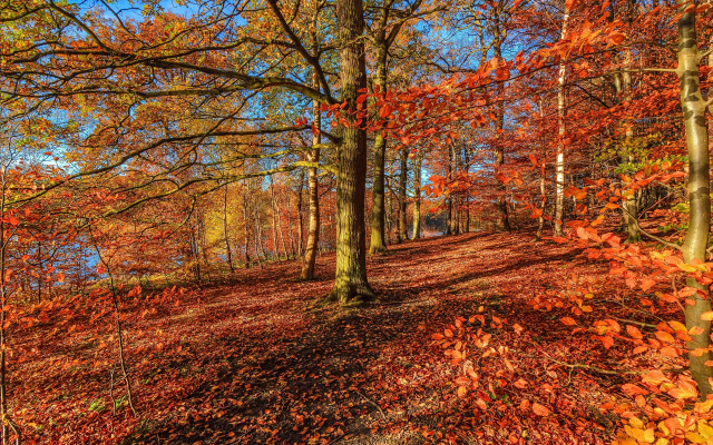 Woods path bench autumn leaves free wallpaper - medium preview image