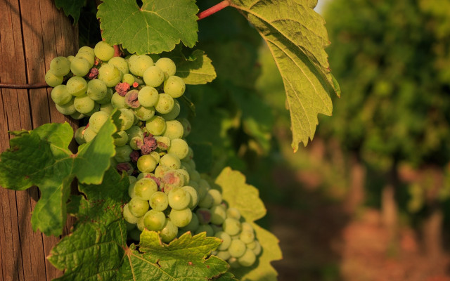 Grapes vineyard winery france impressionism free wallpaper - medium preview image