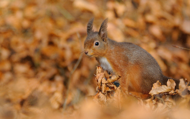 Squirrel fall leaves tree portrait free wallpaper - medium preview image