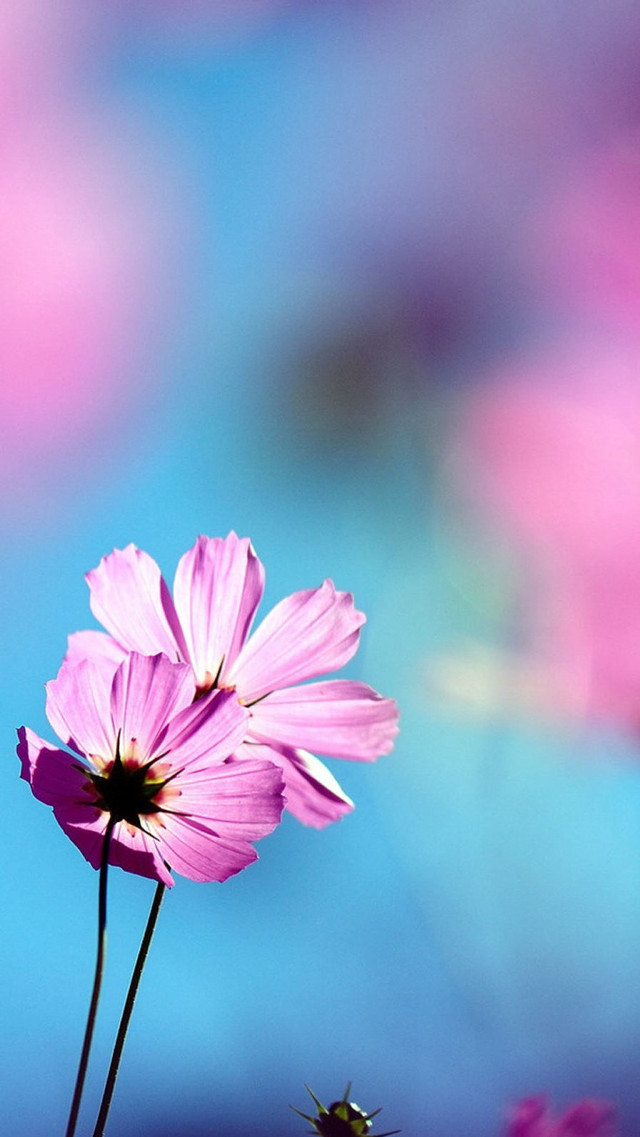 Pink flower blue background blurry #2 free wallpaper - medium preview image