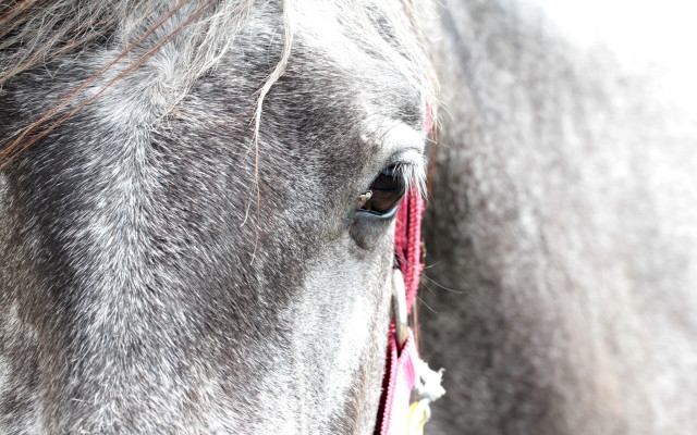 Horse red string closeup white free wallpaper - medium preview image