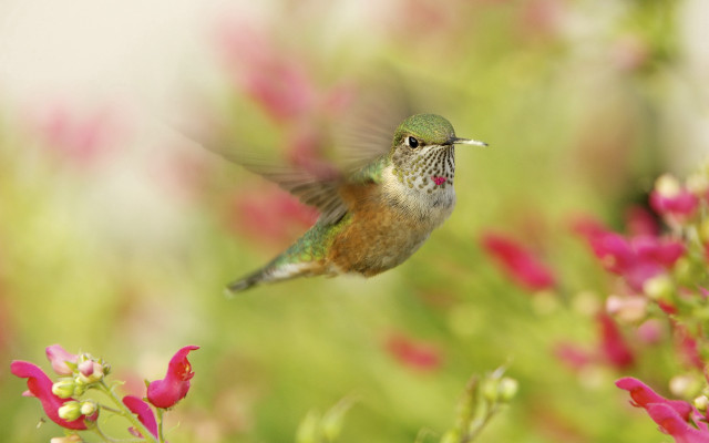 Hummingbird flower field bokeh realistic free wallpaper - medium preview image