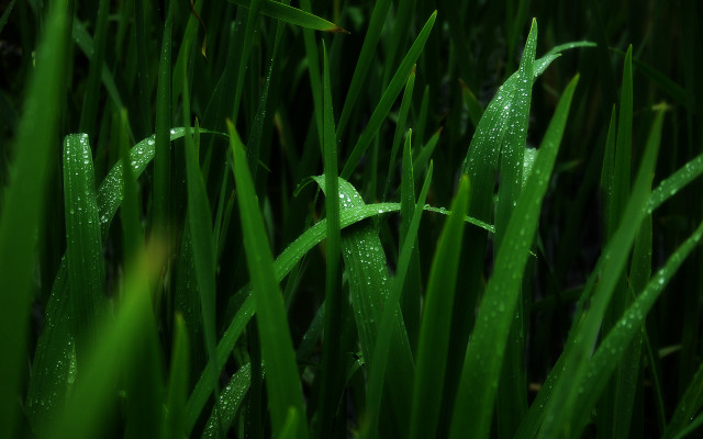Grass water droplets bamboo fireflies free wallpaper - medium preview image