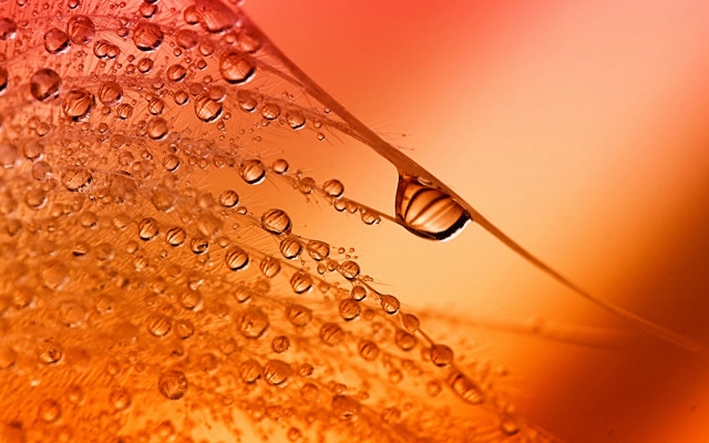 Water drop flower stem red free wallpaper - medium preview image