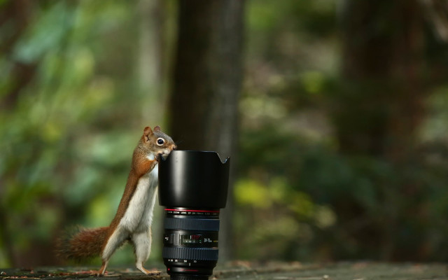 Squirrel camera macro bokeh nature free wallpaper - medium preview image