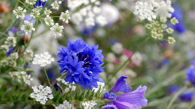 Flowers vase table blue white free wallpaper - medium preview image